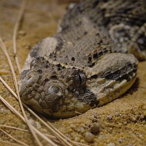 Puff Adder at Darmstadt, 30/08/10