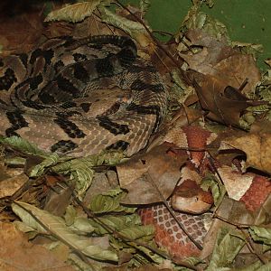 Rattlesnake and Copperhead at Darmstadt, 30/08/10