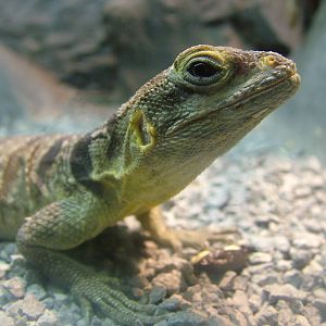 Cuvier's Madagascar Swift at Darmstadt, 30/08/10