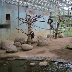Macaque Exhibit at Darmstadt, 30/08/10