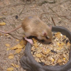 Arabian spiny mouse (Acomys dimidiatus)
