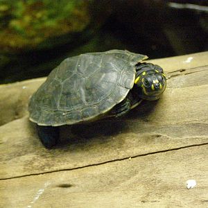 yellow-spotted river turtle (Podocnemis unifilis)