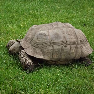 African Spurred Tortoise at Blackpool Zoo 26/02/12