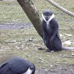 L'Hoest's Monkeys at Blackpool Zoo 26/02/12