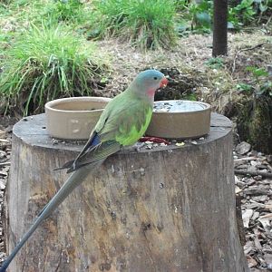 Sewerby Zoo, Princess of Wales Parakeet, 26th February 2012