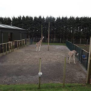 Giraffe hardstanding at Blackpool Zoo 26/02/12