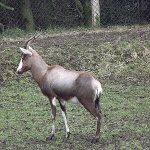 Blesbok at Blackpool Zoo 26/02/12