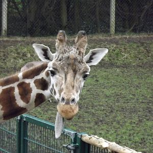 Giraffe at Blackpool Zoo 26/02/12