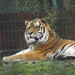 Amur Tiger at Blackpool Zoo 26/02/12