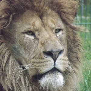 African Lion at Blackpool Zoo 26/02/12