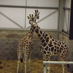 Giraffes at Blackpool Zoo 26/02/12