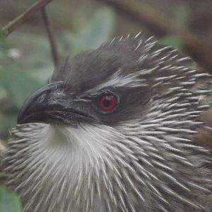 White Browed Coucal at Blackpool Zoo 26/02/12