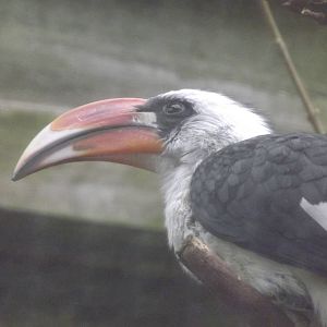 Von Der Decken's Hornbill at Blackpool Zoo 26/02/12