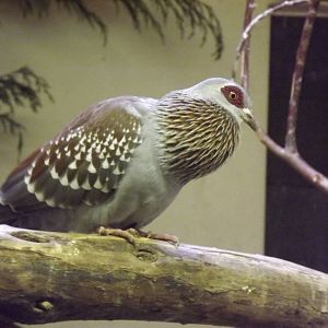 Speckled Pigeon at Blackpool Zoo 26/02/12