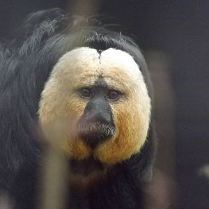 White-Faced Saki at Blackpool zoo 26/02/12