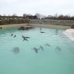Magellanic Penguins at Blackpool Zoo 26/02/12