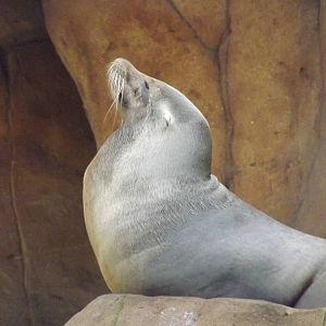 Californian Sea Lion at Blackpool Zoo 26/02/12