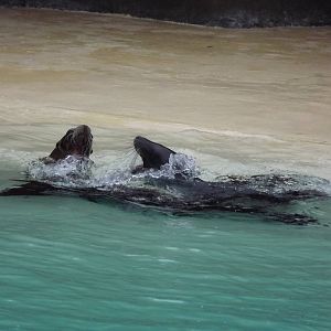 Californian Sea Lions at Blackpool Zoo 26/02/12