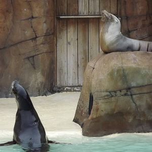 Californian Sea Lions at Blackpool Zoo 26/02/12