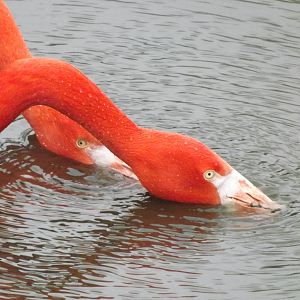 American Flamingos at Blackpool Zoo 26/02/12