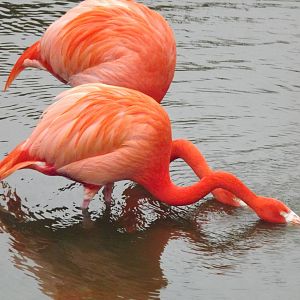 American Flamingos at Blackpool Zoo 26/02/12
