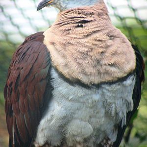 Zoe's imperial pigeon; London Zoo; 26th February 2012