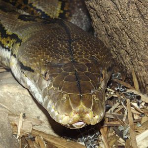 Reticulated Python at Blackpool Zoo 26/02/12