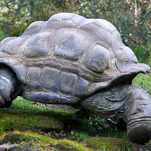 Galapagos giant tortoise; London Zoo; 26th February 2012