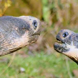 Galapagos giant tortoise; London Zoo; 26th February 2012