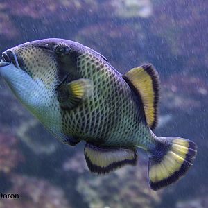 Titan Triggerfish (Balistoides viridecens).