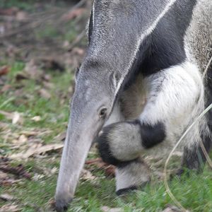 Giant anteater