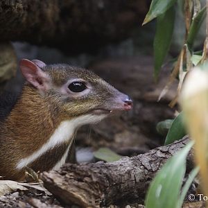 Java Mousedeer (Tragulus javanicus).