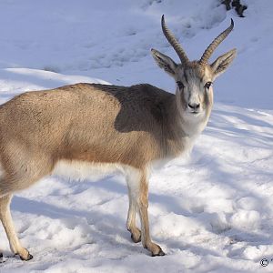 Persian Gazelle (Gazella subgutturosa subgutturosa) - male.