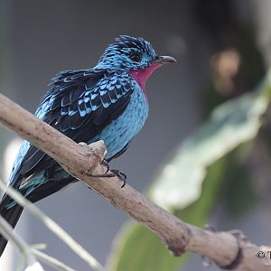 Spangled Cotinga (Cotinga cayana) - male.