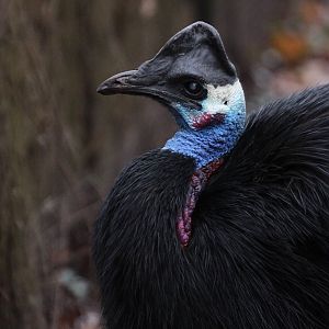 Dwarf Cassowary (Casuarius bennetti westermanni / Casuarius bennetti papuan