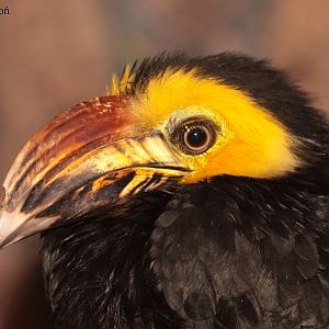Sulawesi Hornbill (Penelopides exarhatus sanfordi) - male.