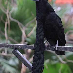 Long-wattled Umbrellabird (Cephalopterus penduliger) - male.