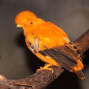 Guianan Cock of the Rock (Rupicola rupicola) - male.