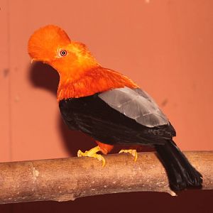 Andean Cock of the Rock (Rupicola peruvianus sanguinolentus) - male.
