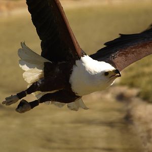 African Fish-Eagle on fly