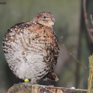 Ruffed Grouse (Bonasa umbellus).
