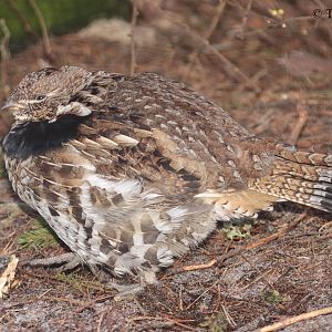 Ruffed Grouse (Bonasa umbellus).