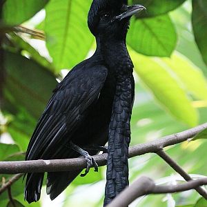 Long-wattled Umbrellabird - other photograph of the same male.