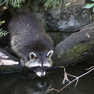 Northern Raccoon (Procyon lotor).