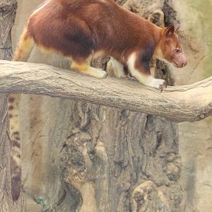 Goodfellow's Tree Kangaroo (Dendrolagus goodfellowi).