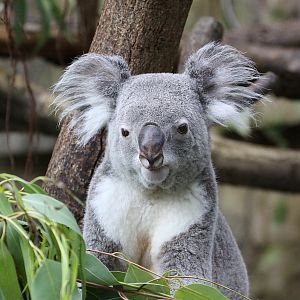 Koala.