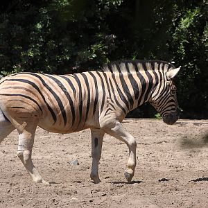 Equus burchelli antiquorum.