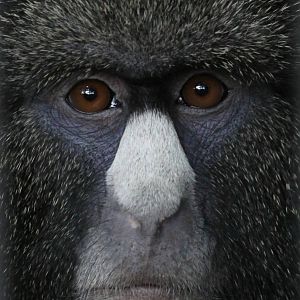 Greater white-nosed guenon (Cercopithecus nictitans nictitans).