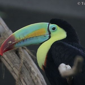 Keel-billed Toucan (Ramphastos sulfuratus).