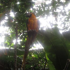 Feb. 2012-Leroy, a Blue-and-gold macaw in Discovery Forest